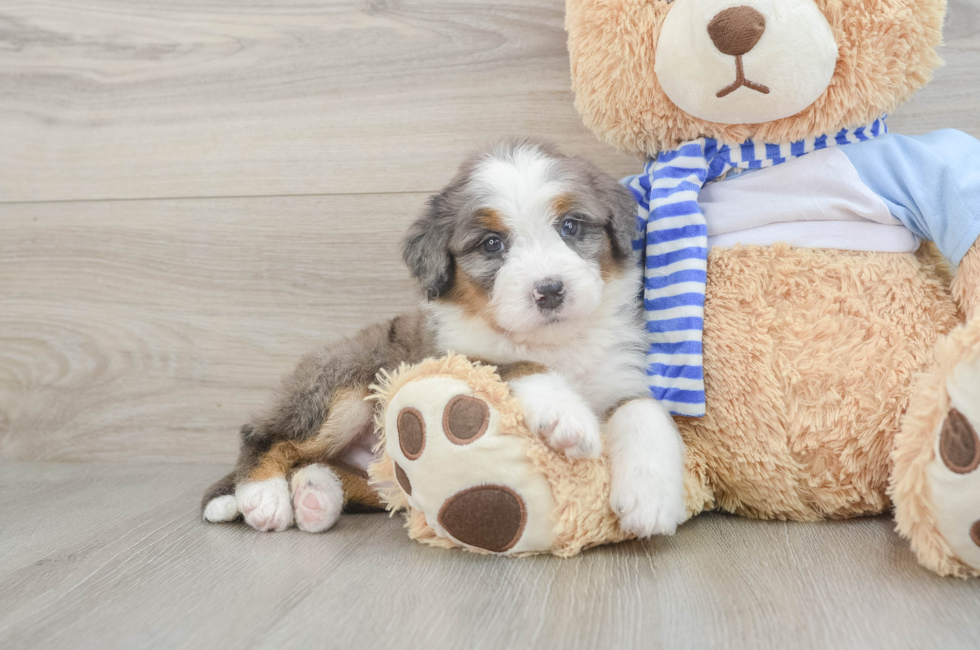 6 week old Mini Bernedoodle Puppy For Sale - Puppy Love PR