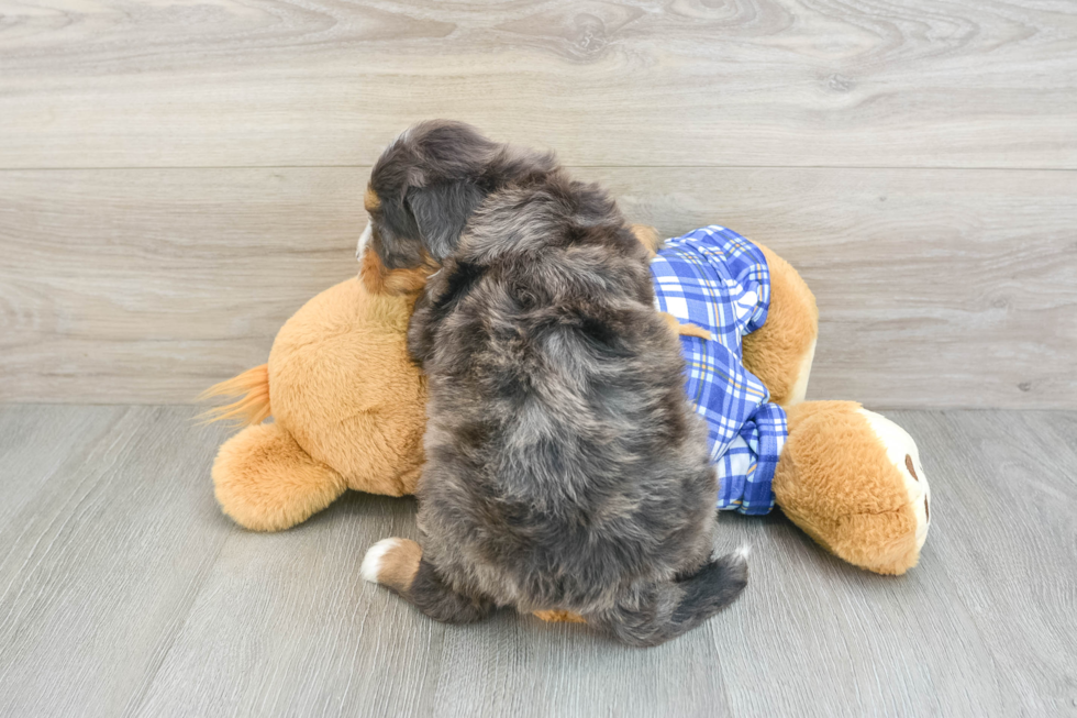 Popular Mini Bernedoodle Poodle Mix Pup