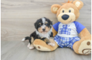 Cute Mini Bernedoodle Baby