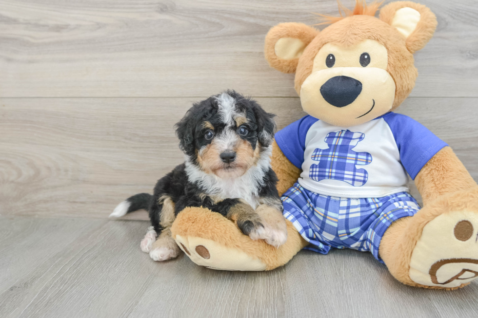 Cute Mini Bernedoodle Baby