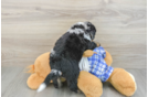 Best Mini Bernedoodle Baby