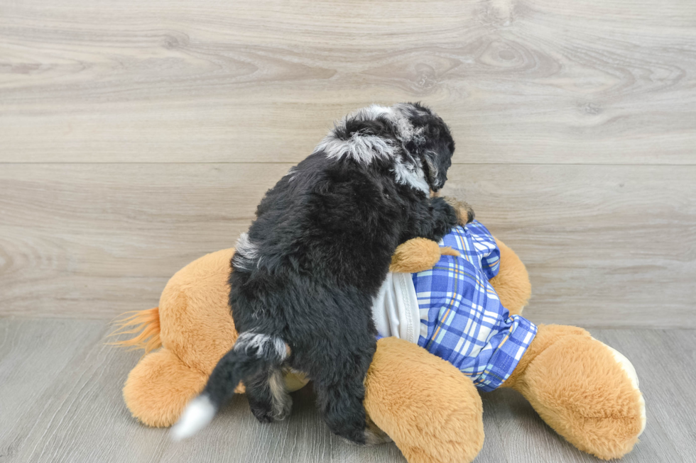Best Mini Bernedoodle Baby