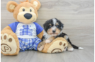 Mini Bernedoodle Pup Being Cute