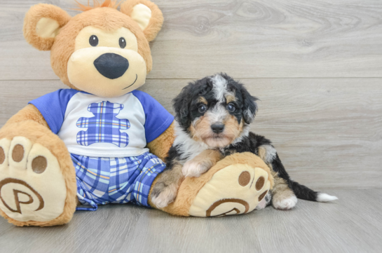 Mini Bernedoodle Pup Being Cute