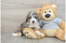 Best Mini Bernedoodle Baby