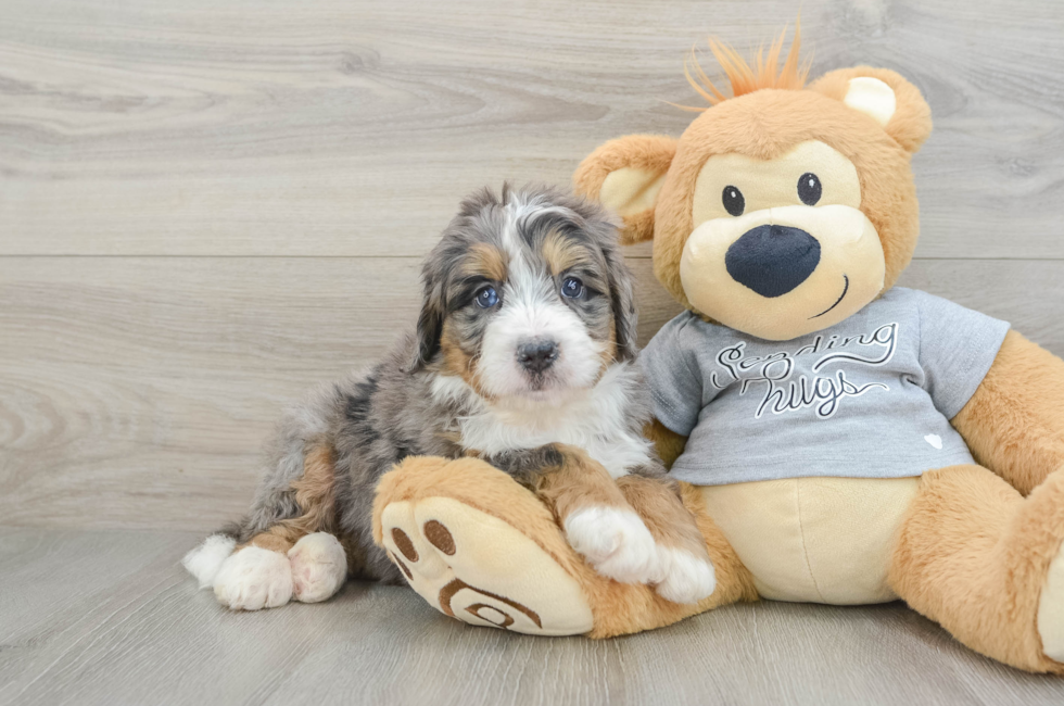 6 week old Mini Bernedoodle Puppy For Sale - Puppy Love PR