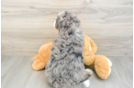 Mini Bernedoodle Puppy for Adoption