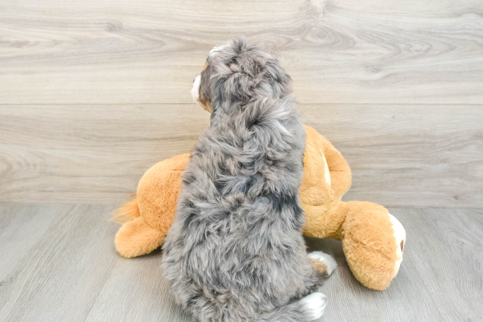 Mini Bernedoodle Puppy for Adoption