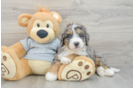 Small Mini Bernedoodle Baby