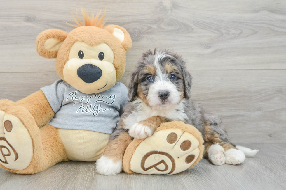 Small Mini Bernedoodle Baby