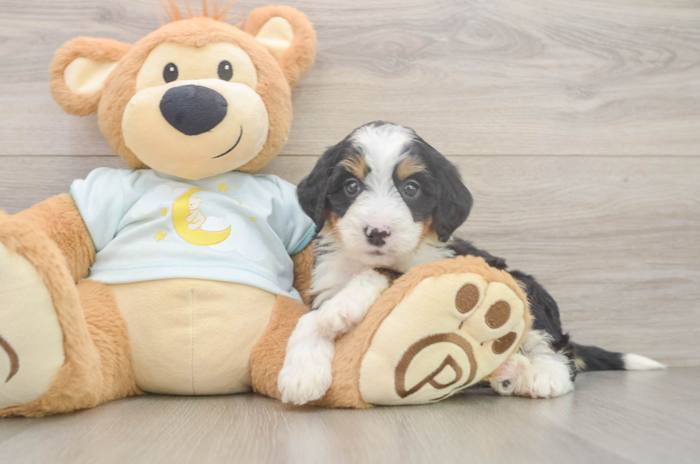 6 week old Mini Bernedoodle Puppy For Sale - Puppy Love PR
