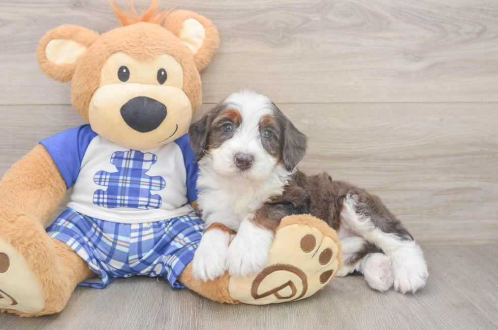 5 week old Mini Bernedoodle Puppy For Sale - Puppy Love PR