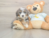 5 week old Mini Bernedoodle Puppy For Sale - Puppy Love PR
