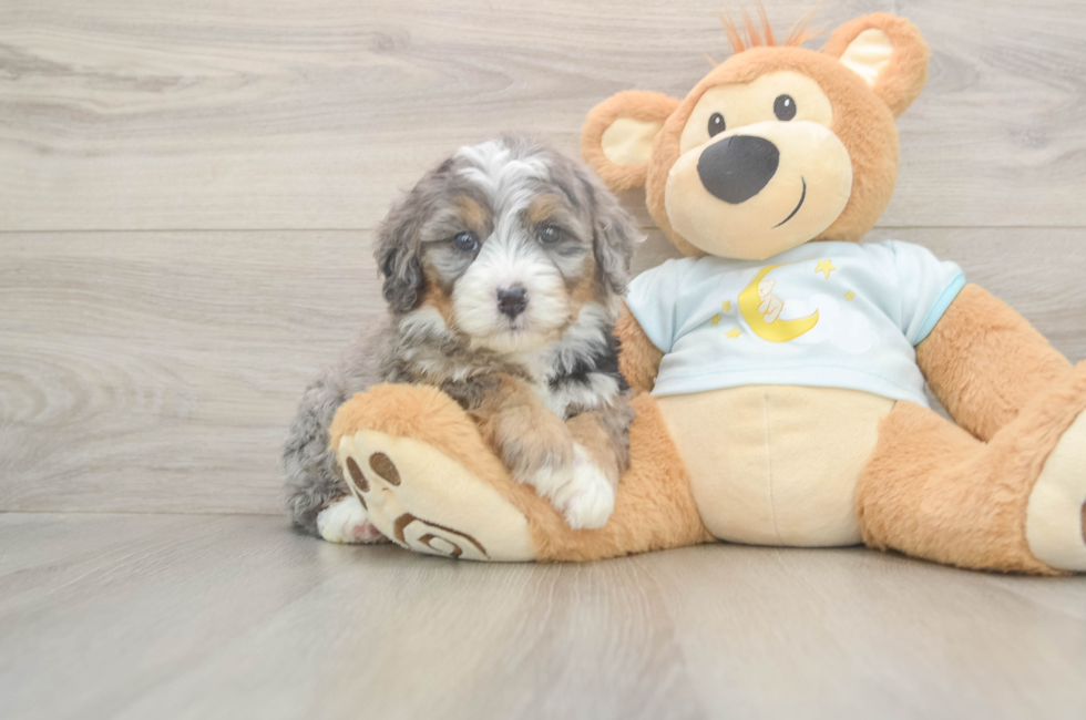 5 week old Mini Bernedoodle Puppy For Sale - Puppy Love PR