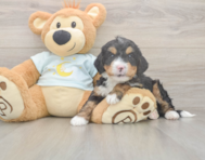 5 week old Mini Bernedoodle Puppy For Sale - Puppy Love PR