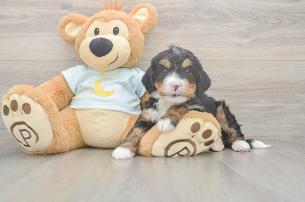 5 week old Mini Bernedoodle Puppy For Sale - Puppy Love PR
