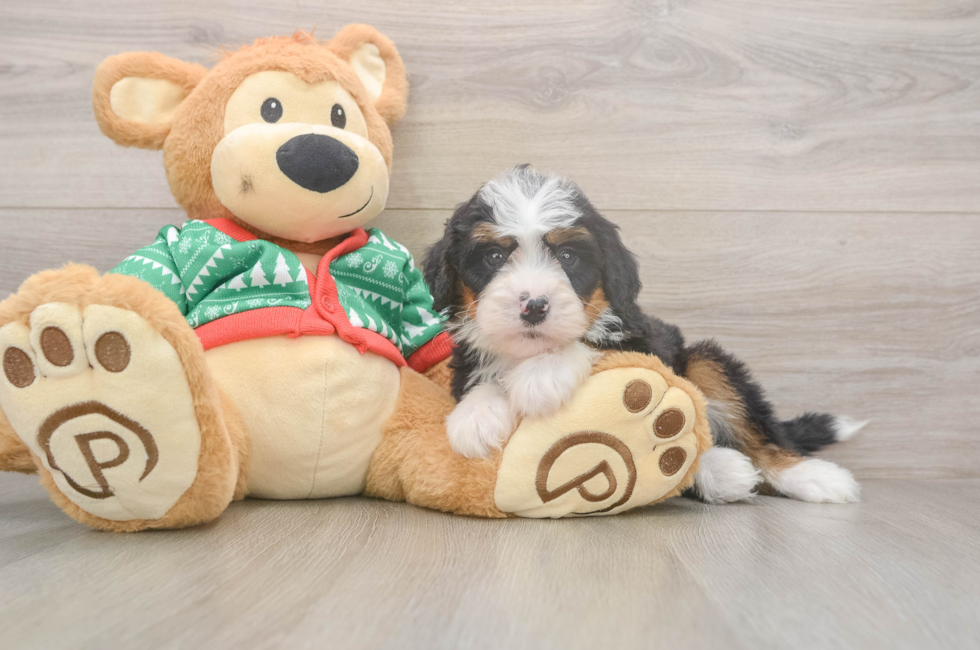 6 week old Mini Bernedoodle Puppy For Sale - Puppy Love PR
