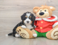 6 week old Mini Bernedoodle Puppy For Sale - Puppy Love PR