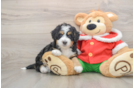 Mini Bernedoodle Pup Being Cute