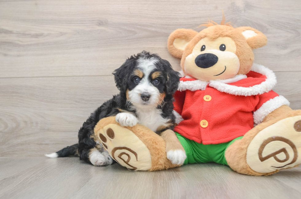 5 week old Mini Bernedoodle Puppy For Sale - Puppy Love PR