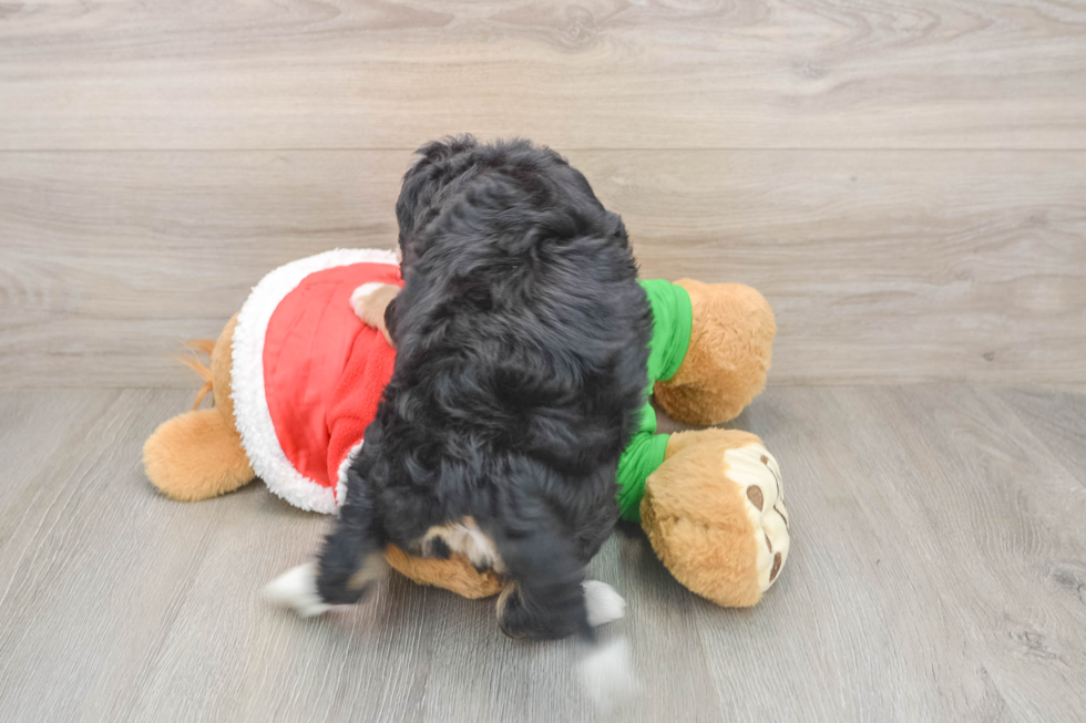 Friendly Mini Bernedoodle Baby