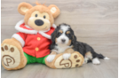 Mini Bernedoodle Pup Being Cute