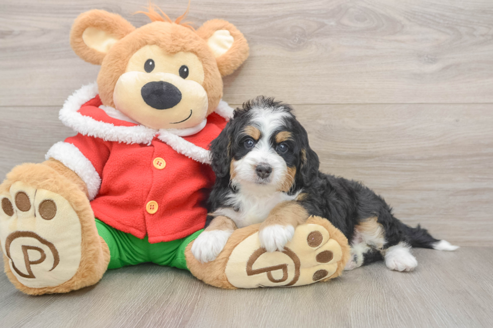 Mini Bernedoodle Pup Being Cute
