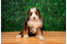 Mini Bernedoodle Puppy for Adoption