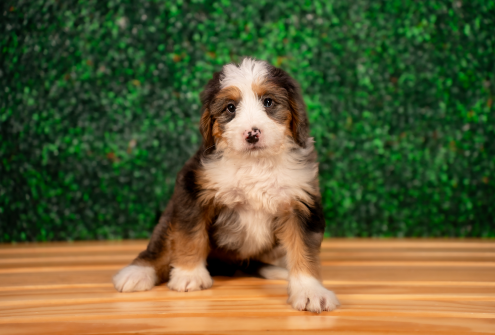 Mini Bernedoodle Puppy for Adoption