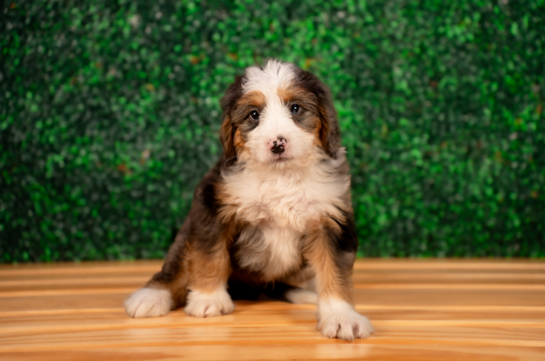 Mini Bernedoodle Puppy for Adoption