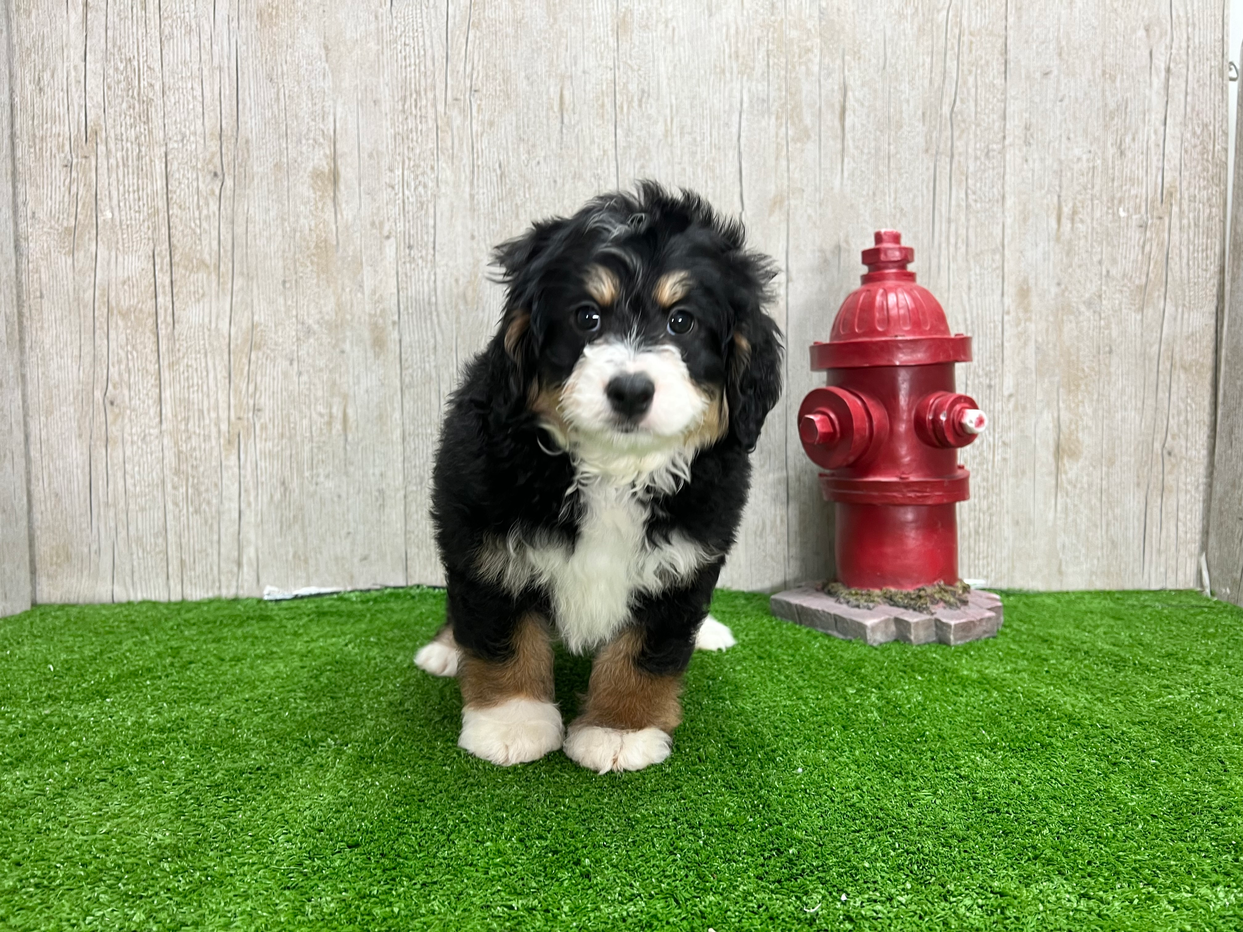Cute Bernadoodle Poodle Mix Puppy