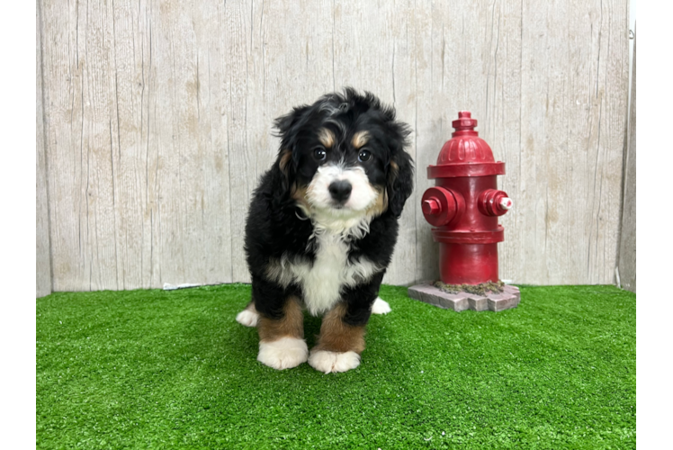 Meet Bryce - our Mini Bernedoodle Puppy Photo 1/4 - Puppy Love PR Cute Bernadoodle Poodle Mix Puppy