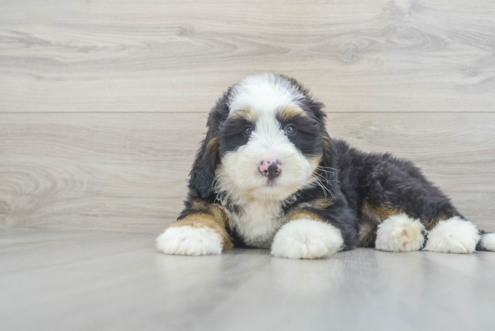 Best Mini Bernedoodle Baby