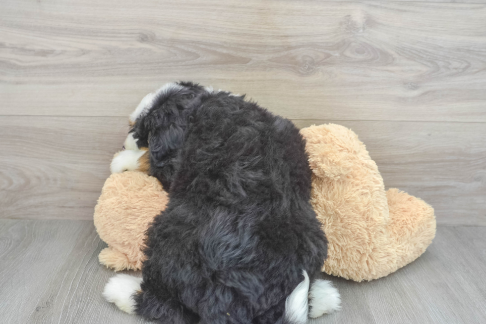 Popular Mini Bernedoodle Poodle Mix Pup