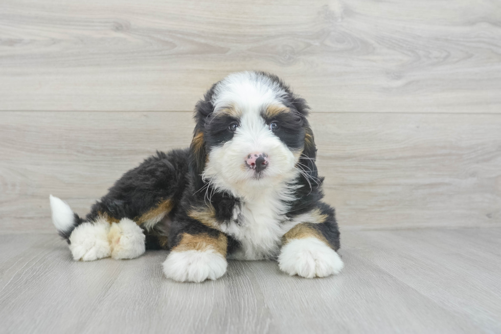 Petite Mini Bernedoodle Poodle Mix Pup