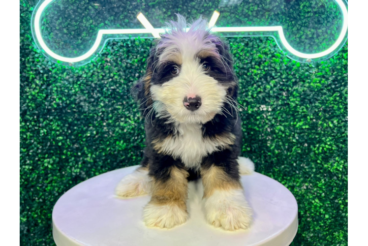 Cute Bernadoodle Poodle Mix Puppy