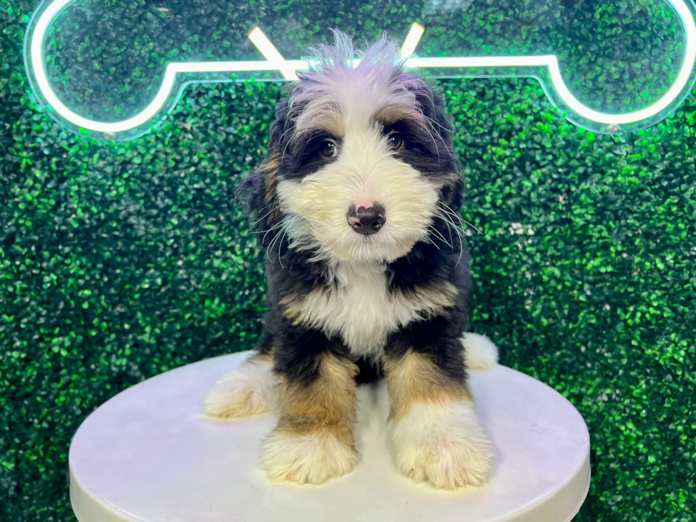 Cute Bernadoodle Poodle Mix Puppy