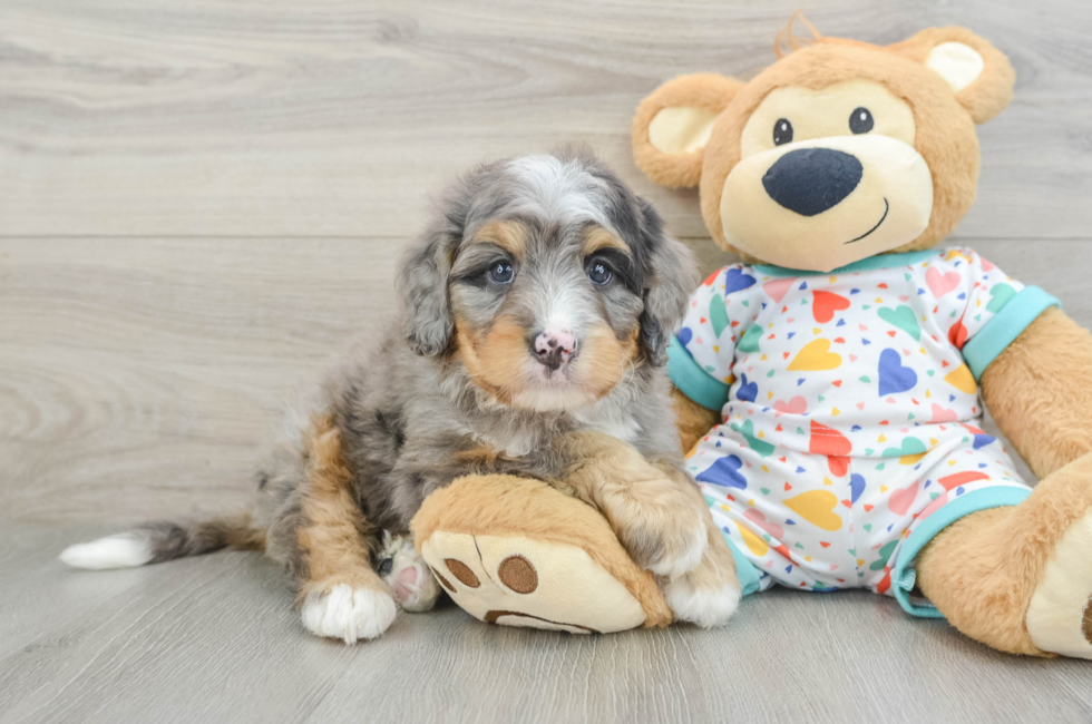 7 week old Mini Bernedoodle Puppy For Sale - Puppy Love PR