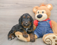 5 week old Mini Bernedoodle Puppy For Sale - Puppy Love PR