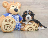 6 week old Mini Bernedoodle Puppy For Sale - Puppy Love PR