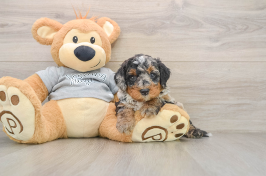 Petite Mini Bernedoodle Poodle Mix Pup