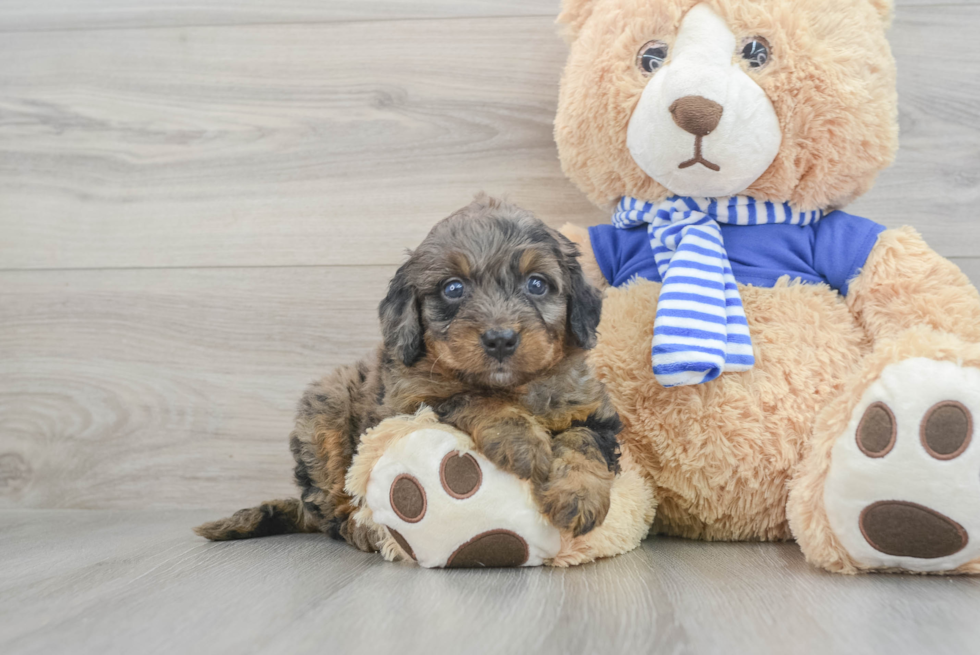 Mini Bernedoodle Pup Being Cute