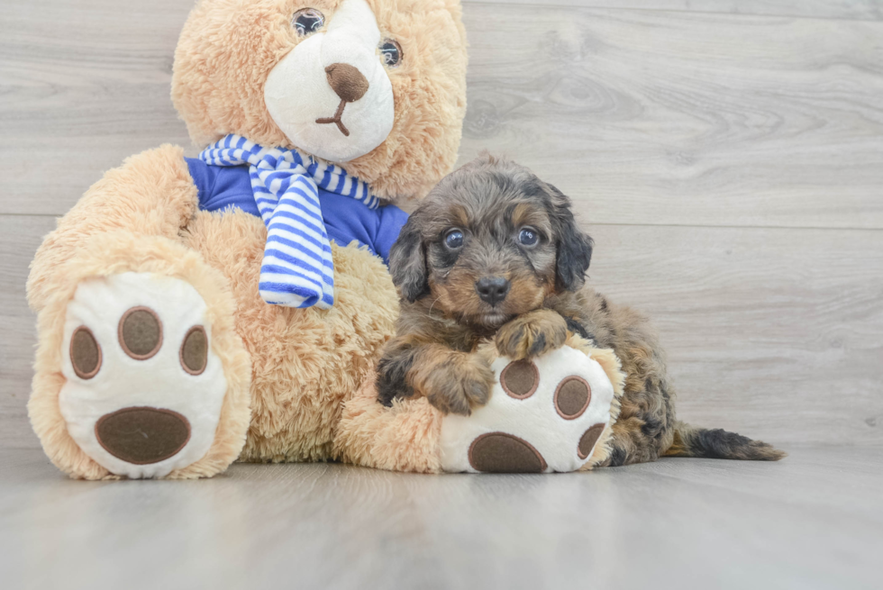 Best Mini Bernedoodle Baby