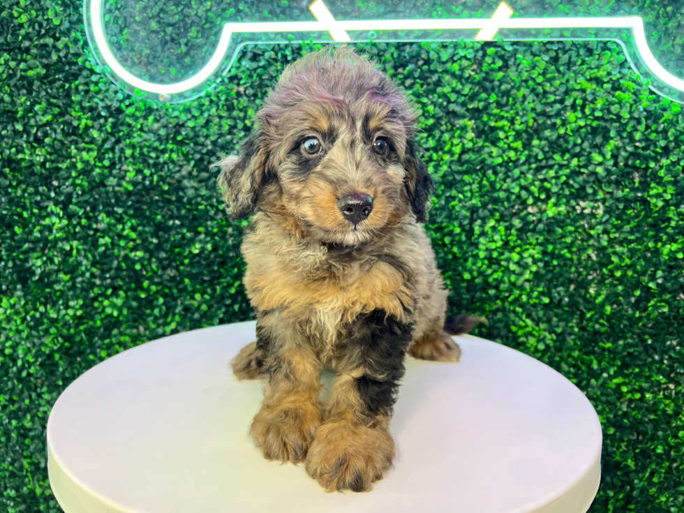 Best Mini Bernedoodle Baby