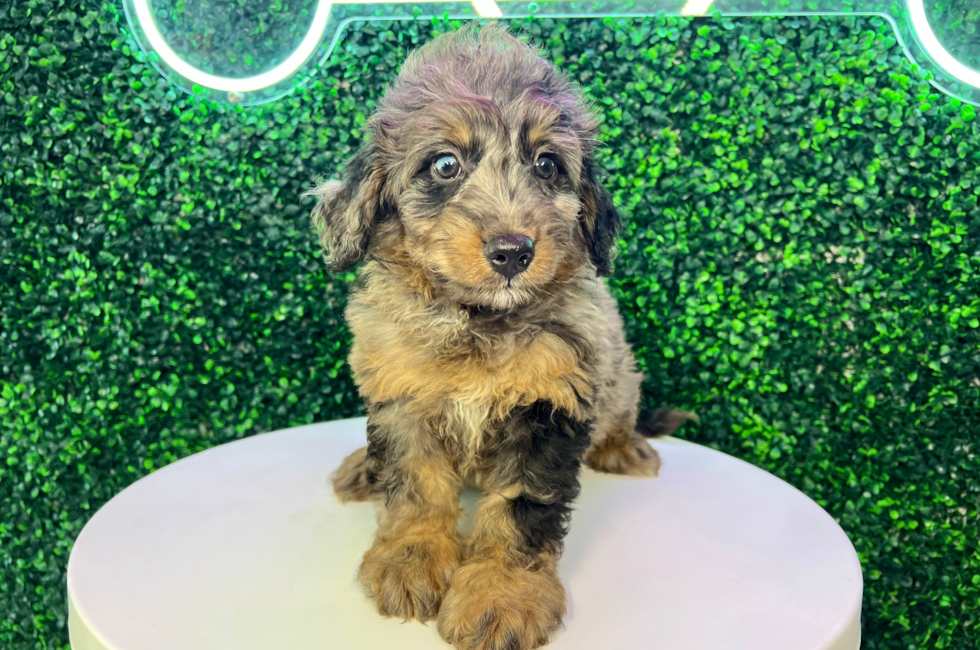 10 week old Mini Bernedoodle Puppy For Sale - Puppy Love PR