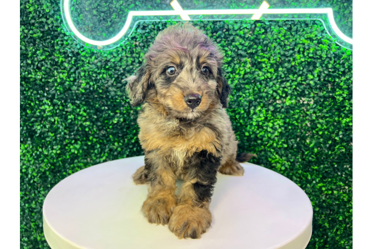 Meet Carrera - our Mini Bernedoodle Puppy Photo 1/4 - Puppy Love PR Best Mini Bernedoodle Baby