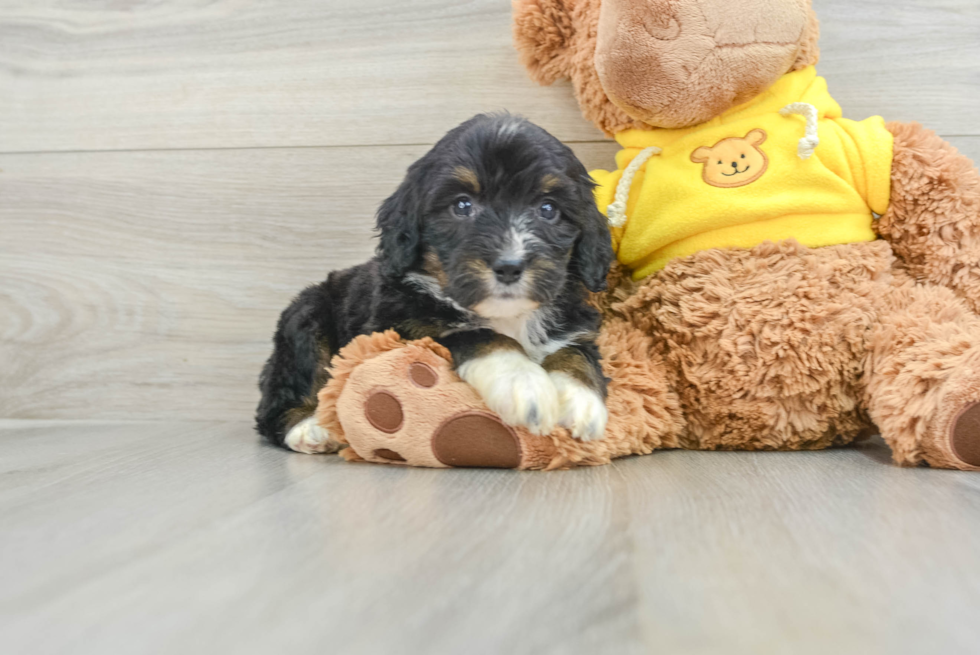 Playful Mini Bernadoodle Poodle Mix Puppy