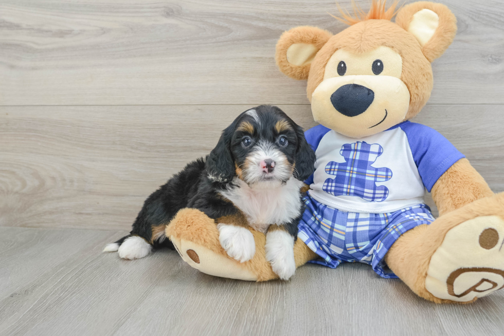 Mini Bernedoodle Puppy for Adoption