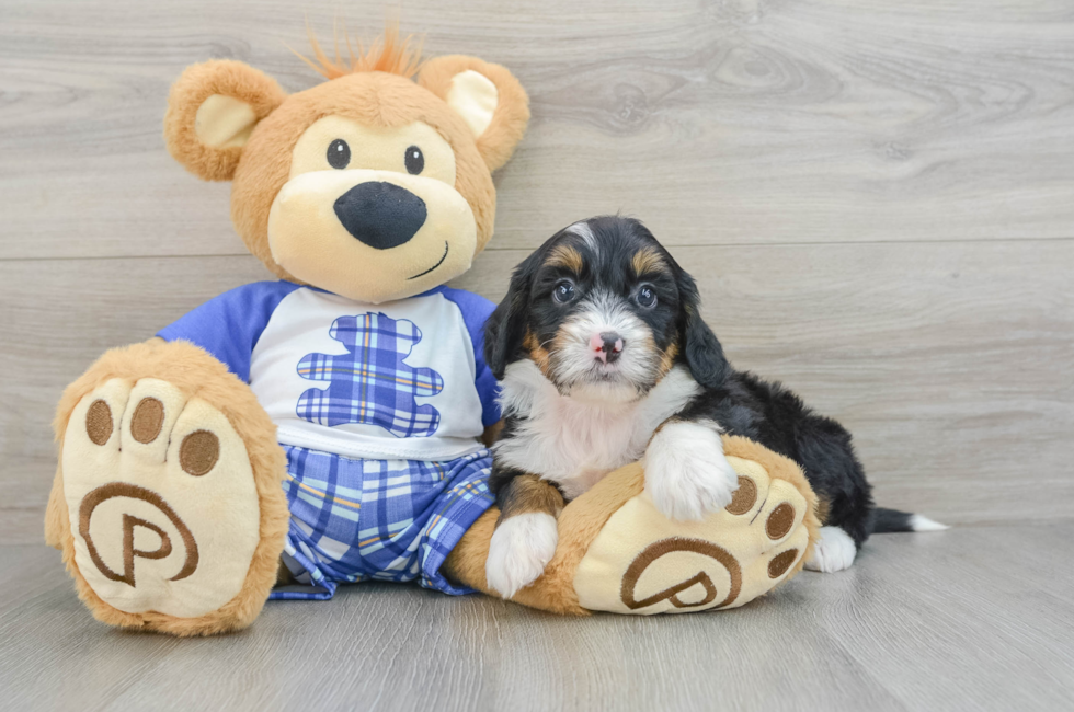 7 week old Mini Bernedoodle Puppy For Sale - Puppy Love PR