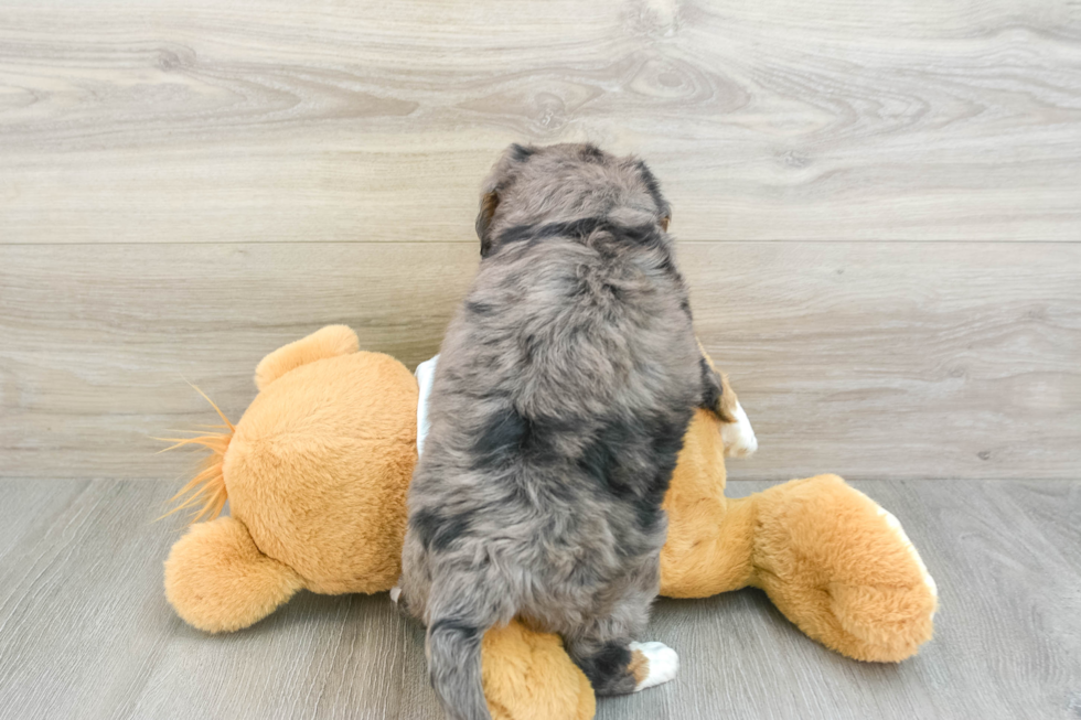 Energetic Mini Bernepoo Poodle Mix Puppy